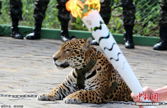 美洲豹參加奧運聖火傳遞儀式後欲逃跑被當場擊斃
