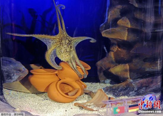 當地時間5月29日，生活在德國波爾圖市海洋生物水族館的章魚“保羅二世”在水族箱內預測歐洲盃冠軍。