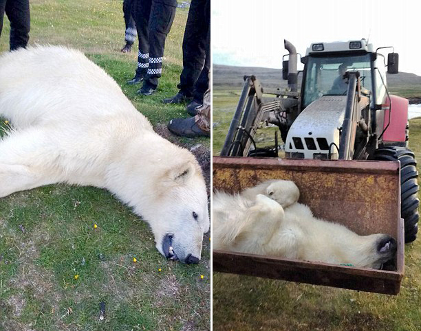 北極熊冰島遭合法射殺 屍體將運博物館