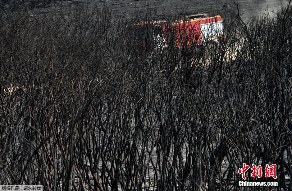 西班牙森林火災持續 綠樹變枯枝