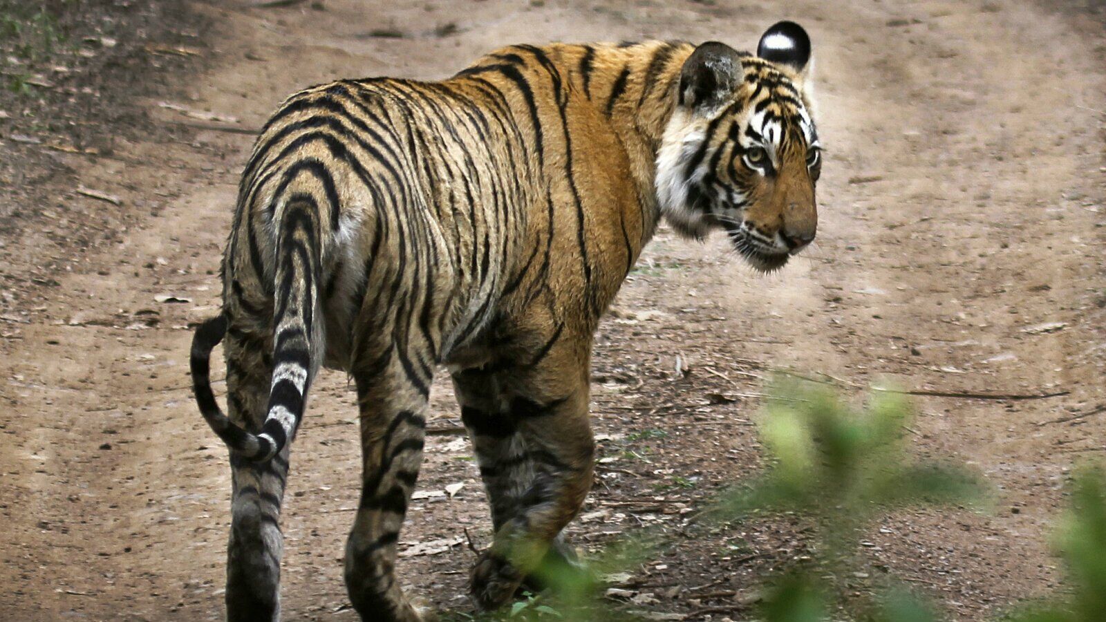 印度最受歡迎老虎死亡 消息佔據各大印媒頭版