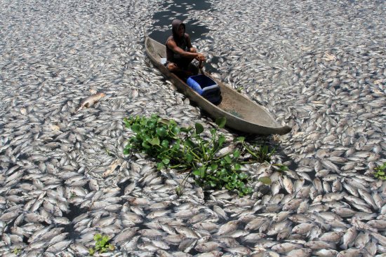 印尼一湖泊突現上萬條死魚:魚屍滿湖 場面駭人