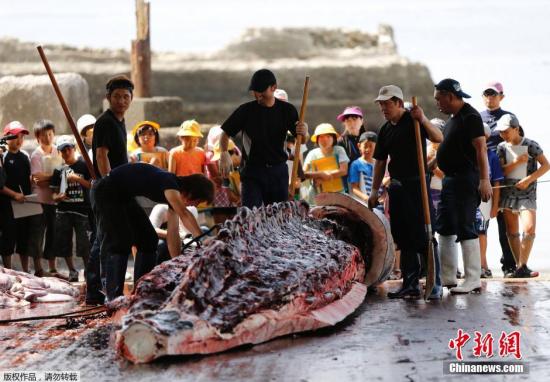 日本開始科研捕鯨 兩個月內捕獵至多51頭小須鯨
