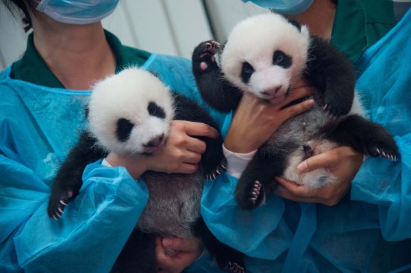 資料圖片：澳門雙胞胎熊貓寶寶再次與公眾見面。新華社記者張金加攝