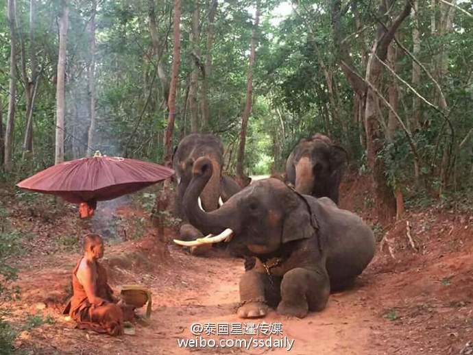 泰國一靈性大象跪拜苦行僧