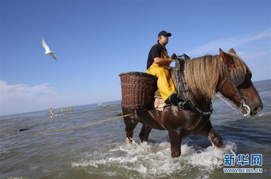 比利時漁民的非物質文化遺産——騎馬捕蝦