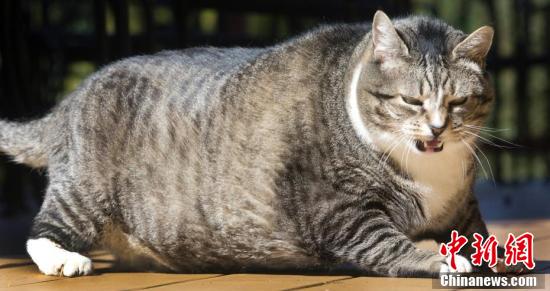 美胖貓重達14公斤成重量級網紅