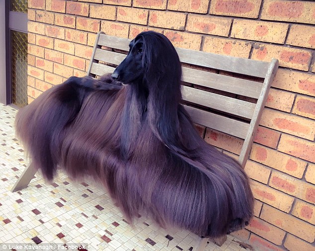 超漂亮阿富汗獵犬因長毛走紅社交網路