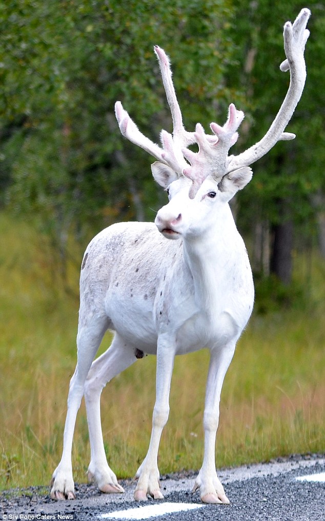 瑞典森林出現罕見純白馴鹿 如童話精靈