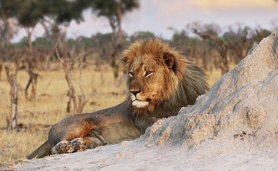 辛巴威獅王“塞西爾”兄弟死亡或死於自然原因