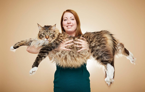 英國緬因貓長119釐米被載入吉尼斯世界紀錄（圖）