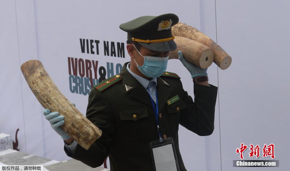越南銷毀2200公斤象牙犀牛角 黑市估價超700萬美元