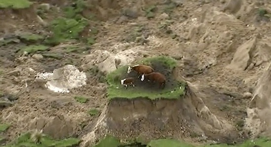 紐西蘭強震牲畜也遭殃三頭牛被困地陷“孤島”