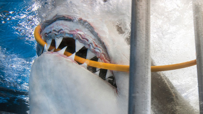 驚險！墨西哥大白鯊咬斷潛水員氧氣管