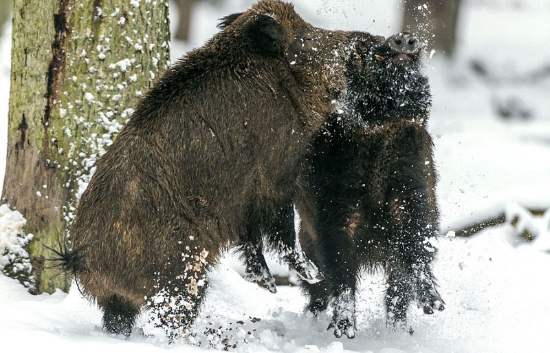 德國兩野豬冰天雪地上演打鬥決戰