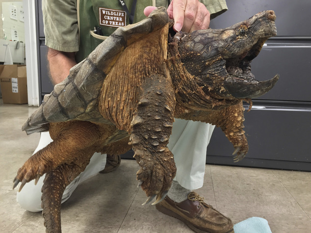 美48斤重稀有大鱷龜被救出下水道逐漸恢復健康