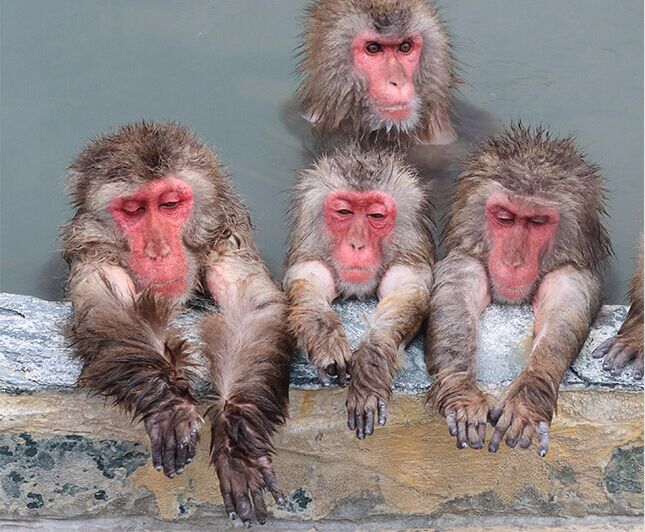 日本“猴子山溫泉”開業 吸引遊客看獼猴泡澡