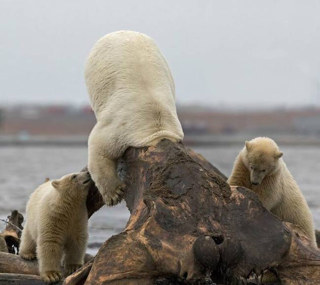 2016年12月5日報道，美國阿拉斯加州，一頭北極熊爸爸帶著兩個熊寶寶覓食，在卡克托維克飛機場跑道的盡頭靠水邊，熊爸爸發現了一個露脊鯨的骨架。