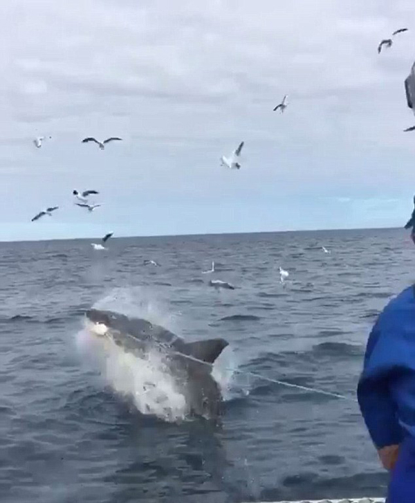 驚險!澳海灣遊客目睹大白鯊躍出水面畫面