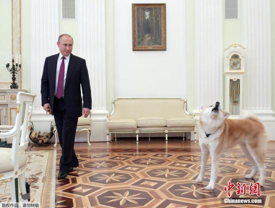 當地時間2016年12月13日，俄羅斯莫斯科，俄羅斯總統普京在接受Nippon TV電視臺採訪，期間與日本贈秋田犬“Yume”玩耍。