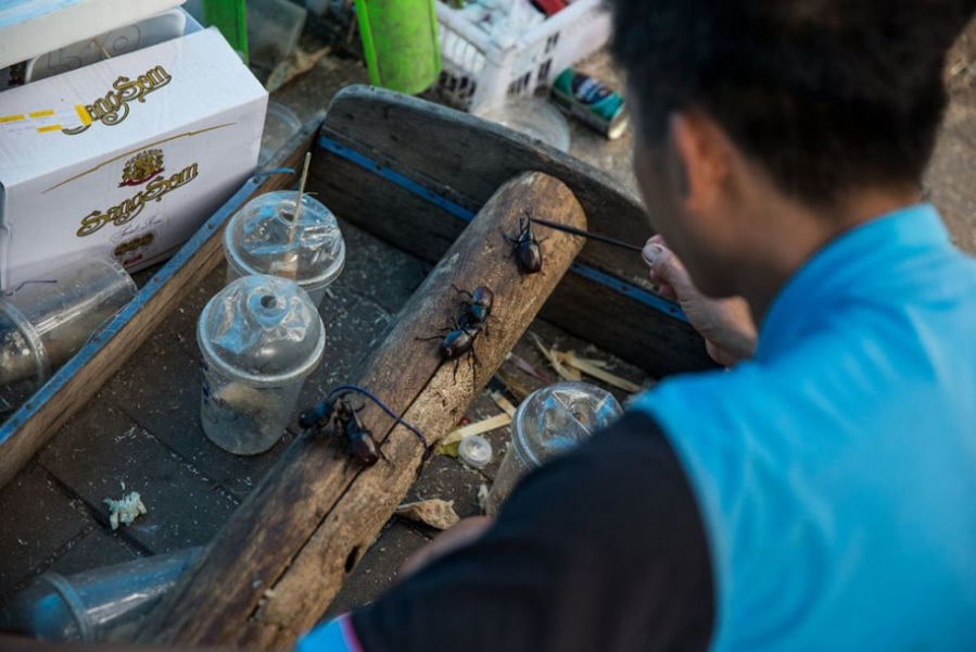 泰國農村盛行鬥甲蟲 賭注近萬元
