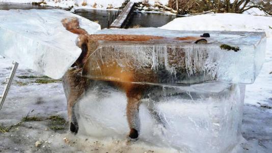 嚴寒襲歐洲60人死狐狸掉進冰河成“冰雕”!（圖）