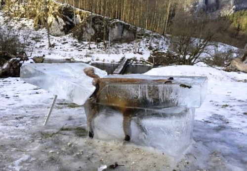 民眾將狐狸被凍住的冰塊切割出來。