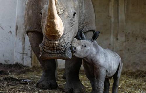 可愛犀牛寶寶粘媽媽：形影不離主動獻吻（圖）