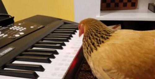 美國“網路紅雞”用嘴彈奏電子琴樂感十足（圖）