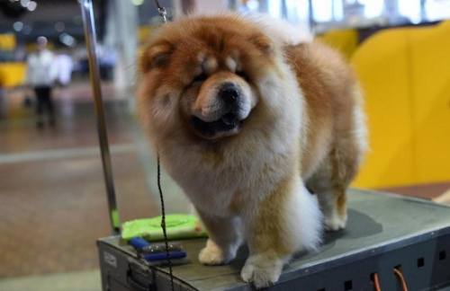 參加本屆西敏寺犬展的一隻松獅犬。