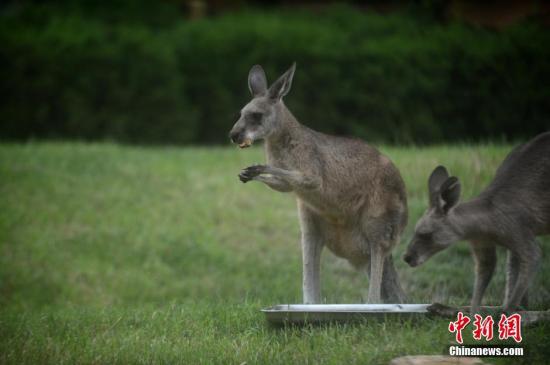 6月9日是中國人傳統的端午節。揚州市茱萸灣動物園的大熊貓、袋鼠等動物吃粽子過“端午”。當日，揚州市茱萸灣動物園舉辦了一場“我為動物包粽子”主題活動，該園的員工在享受節日快樂的同時，沒有忘記身邊的動物朋友們。他們和來自英國的30多名小朋友一同用胡蘿蔔、蘋果等作為餡料親手為大熊貓、袋鼠等動物量身定制了特色“大粽子”，讓動物們一飽口福，感受端午節的濃厚氣氛。孟德龍 攝