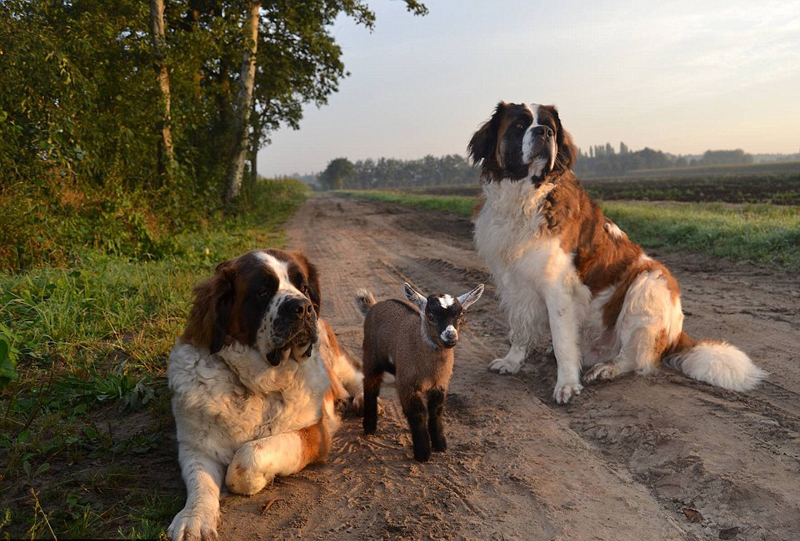 暖心!比利時農場聖伯納犬“撫養”喪母小羊羔