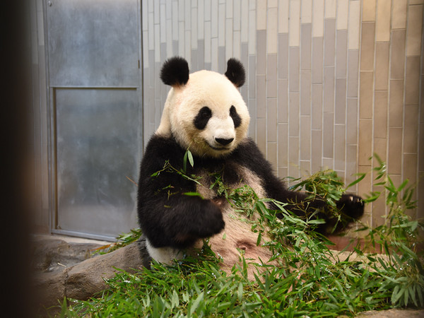 大熊貓“真真”在東京上野動物園産下寶寶
