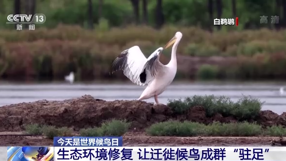 世界候鳥日丨我國生態環境持續改善 吸引候鳥駐足“加油”