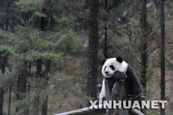 四川臥龍大熊貓研究中心一隻大熊貓在小雨中打盹（攝于2008年3月21日）。對大熊貓基因組的解讀，可以解釋諸如大熊貓為什麼是“黑眼圈”之類的難題。 10月11日，中國科學家在深圳宣佈：世界首張大熊貓基因組序列圖譜繪製完成。該圖譜的誕生填補了大熊貓基因組及分子生物學研究的空白，從基因組學的層面上為瀕危物種的保護、疾病監控及人工繁殖提供了科學依據。 新華社記者 劉大偉 攝