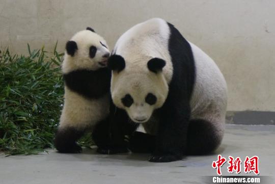 大陸贈臺大熊貓寶寶“圓仔”和媽媽説悄悄話（圖）