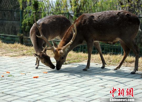 劉公島為臺贈大陸動物“選美”慶祝入住三週年