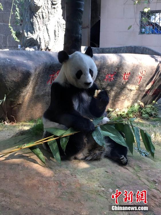 組圖：“百歲”熊貓明星巴斯受臺灣師生熱捧