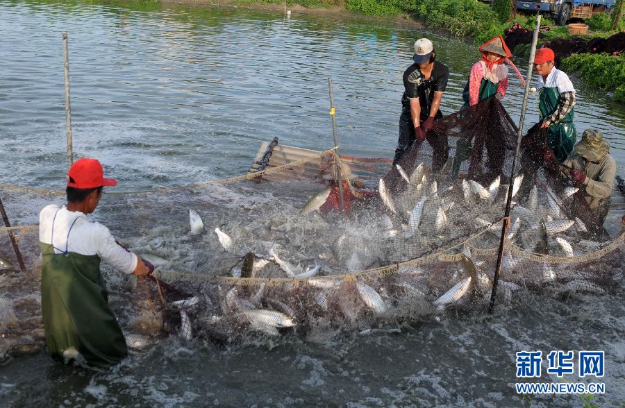 上海水産集團將以每600克45元新台幣的保證價，收購當地120家養殖戶360萬台斤的虱目魚