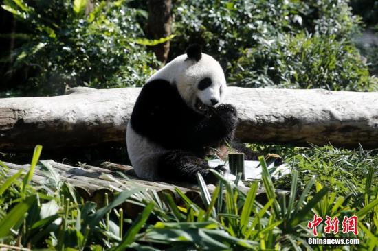 1月28日，臺北市立動物園內，“圓仔”享用冰凍的竹子。據臺灣氣象部門預報，臺北當天最高氣溫預計達27攝氏度。“圓仔”是大陸贈臺大熊貓“團團”“圓圓”的結晶，作為首只在臺出生的大熊貓，2013年7月6日誕生後，它的一舉一動備受外界關注。<a target='_blank' href='http://www.chinanews.com/'><p  align=