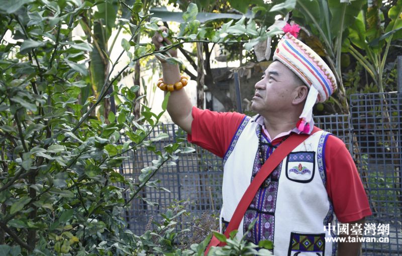 定遠社區居民在“雲南香料園”查看作物生長情況。