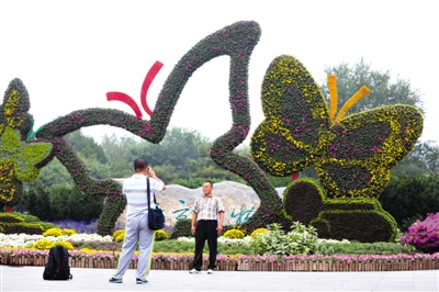 昨日，北京植物園，遊客在菊花組成的“蝴蝶”前留影。9月25日至10月25日，北京植物園第6屆北京菊花文化節將在北京植物園拉開帷幕。 新京報記者 浦峰 攝