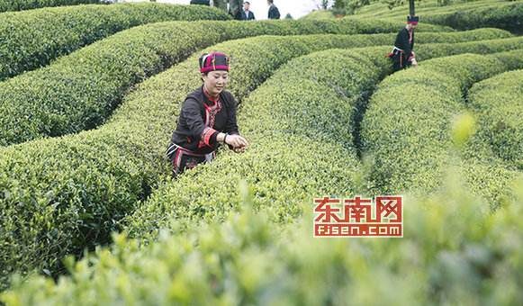 蕉城區規範茶産業發展 平湖茶場打造生態茶園