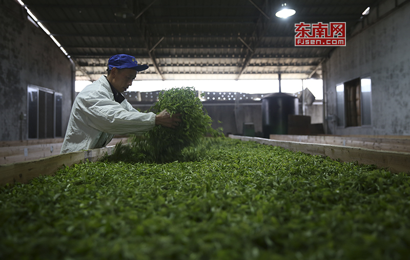 全國網媒記者在禦茶園近距離體驗閩茶葉製作過程