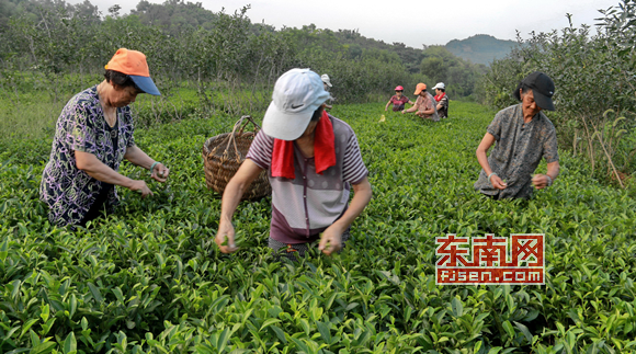 “福鼎白茶”進入夏秋盛産期 品質好茶農不愁賣