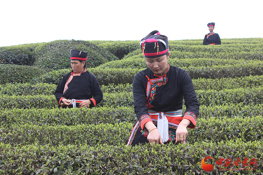 “閩東茶�海絲緣”全國網路媒體走進福建寧德 體驗茶鄉文化
