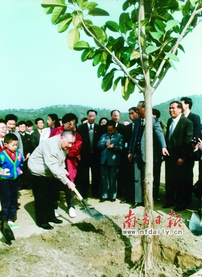 鄧小平在深圳仙湖植物園種下一棵四季常青的高山榕。
