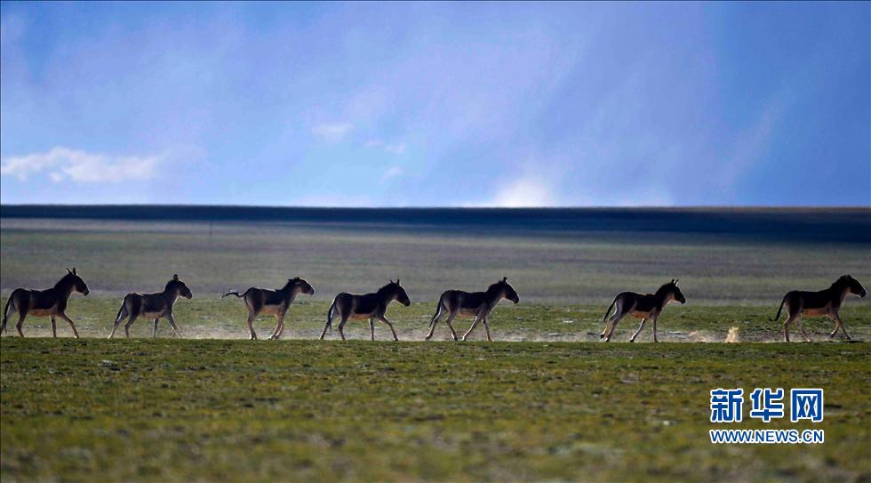 西藏羌塘草原：野生動物的“天堂”