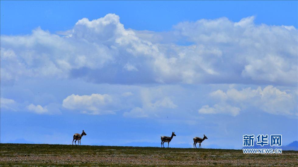 西藏羌塘草原：野生動物的“天堂”